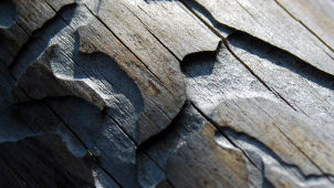 Boj s kůrovcem? Rychle odstranit napadené stromy