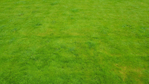 Seče v Českých Budějovicích opět pokračují