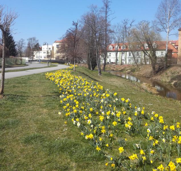 Narcisky lemují budějovickou Mlýnskou stoku